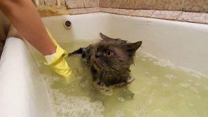 Как искупать кота, который боится царапается и кусается?